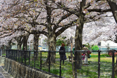 徳力2020　公園　桜　花吹雪