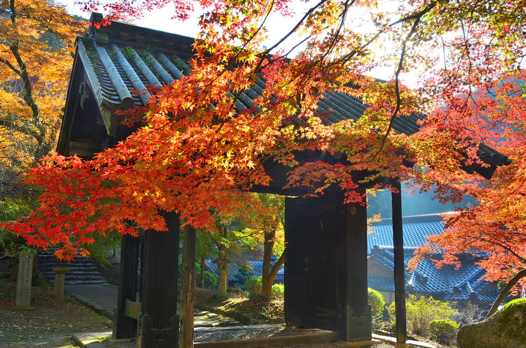 秋月2021　秋-3　黒門と紅葉