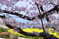 能古島2023　春-02　桜と菜の花に博多湾
