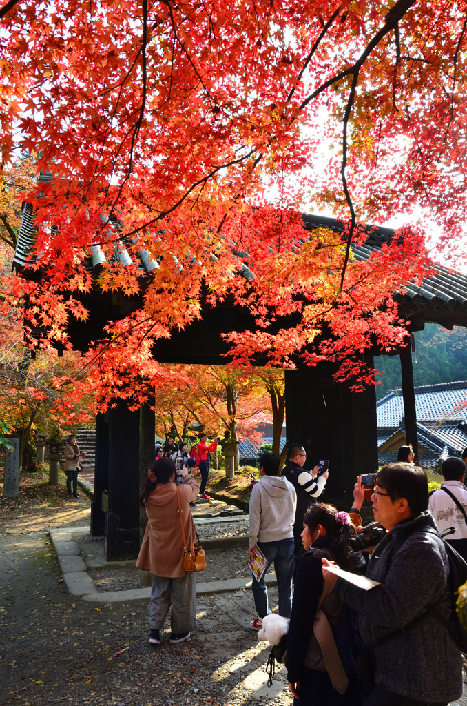 秋月2018-2　黒門①