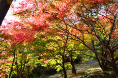 もみじ谷2018　紅葉③