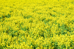 福ふくの里2023　3月-4　一面の菜の花畑