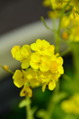 農事センター2020　2月　菜の花