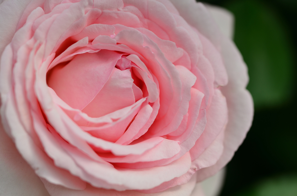 行橋植物園2022-2　薔薇　ピェール・ドゥ・ロンサール