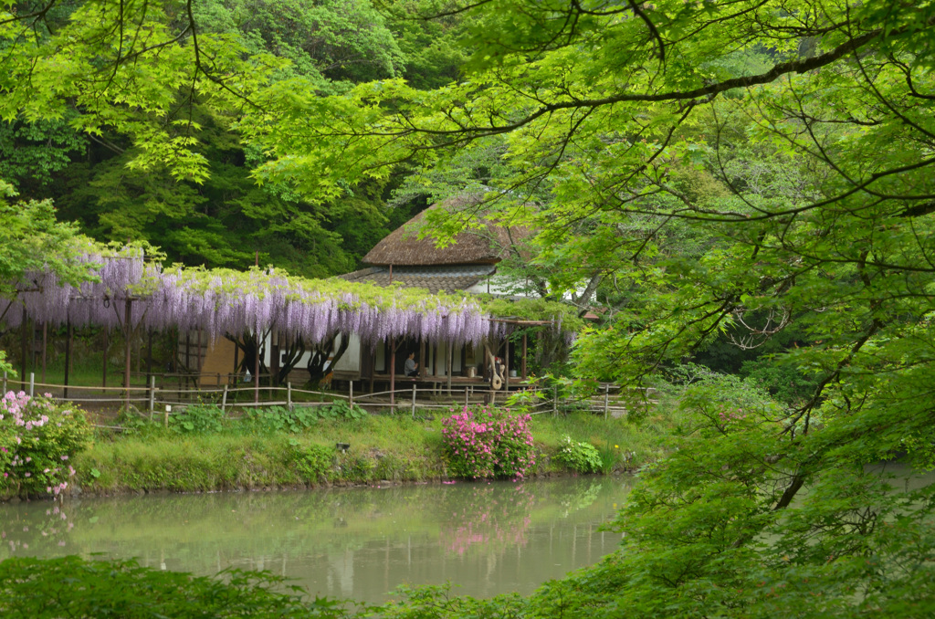 御船山楽園2019-3　4月　大池＆茶房