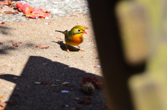 足立公園2020　ソウシチョウ②