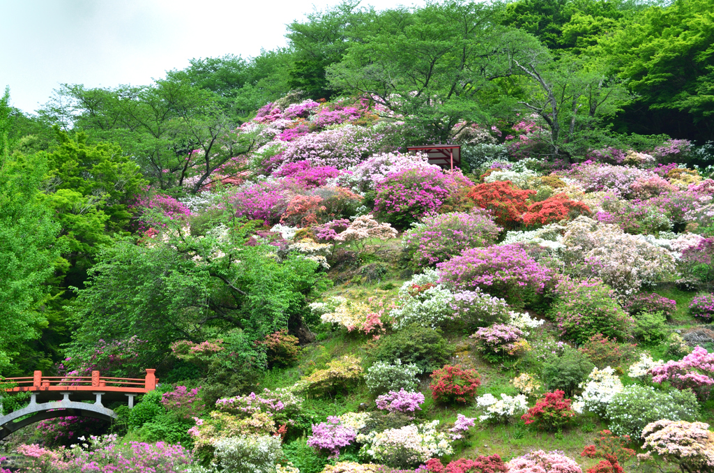 祐徳稲荷神社2019　花園②