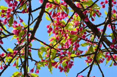 白野江2021　3月　寒緋桜①