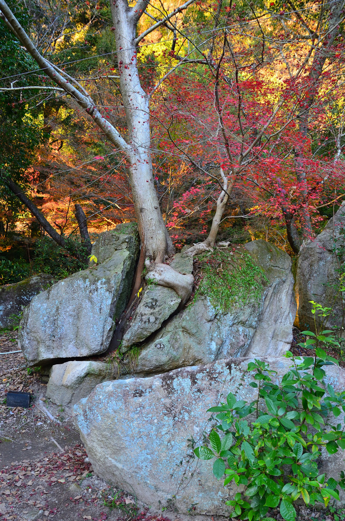 御船山楽園2019-3　秋　石割親心