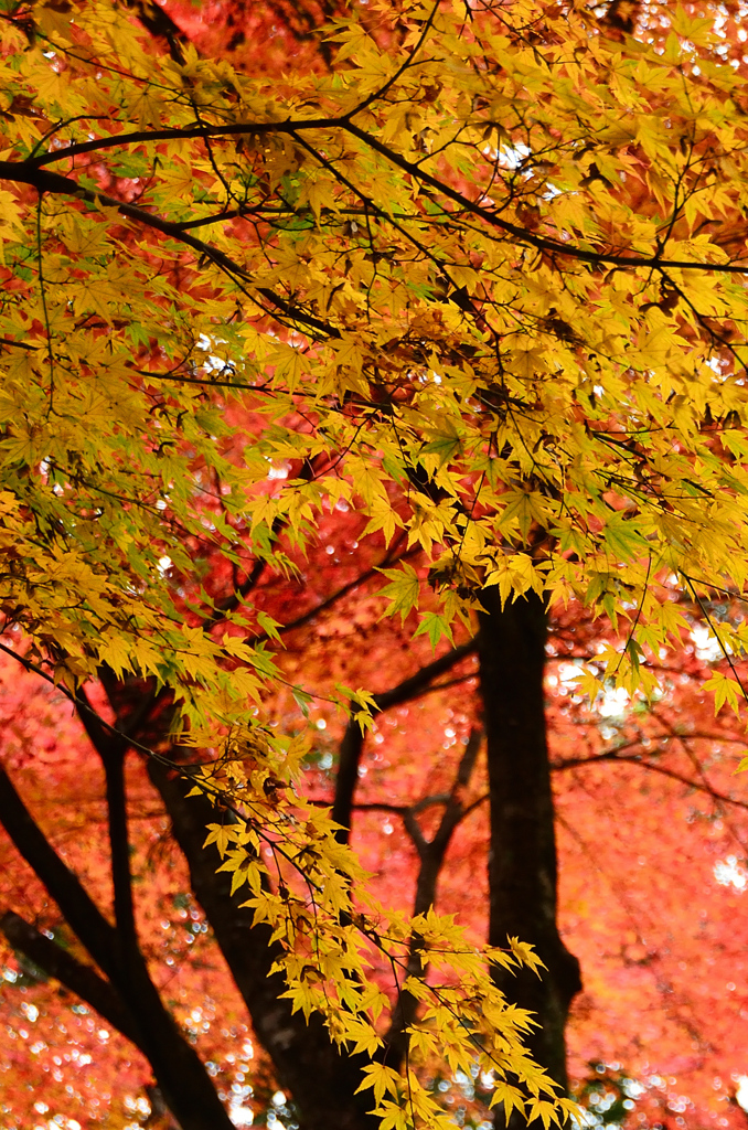 大興善寺2021　11月-5　契園　紅葉