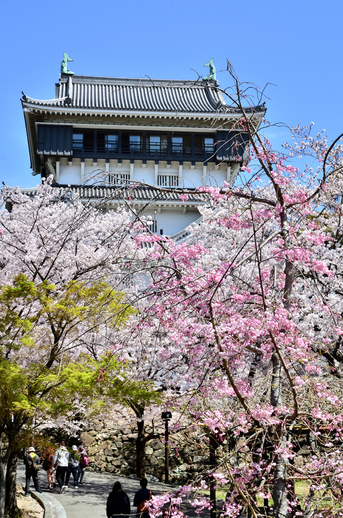 小倉城2022　4月-5　桜と天守閣②