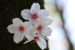 足立公園2022　4月-1　BLACK＆WHITEに桜