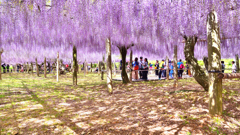 河内藤園2019　5月-01　藤棚
