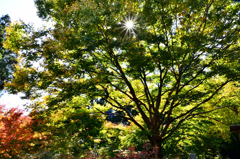 環境芸術の森2020　秋-3　陽光