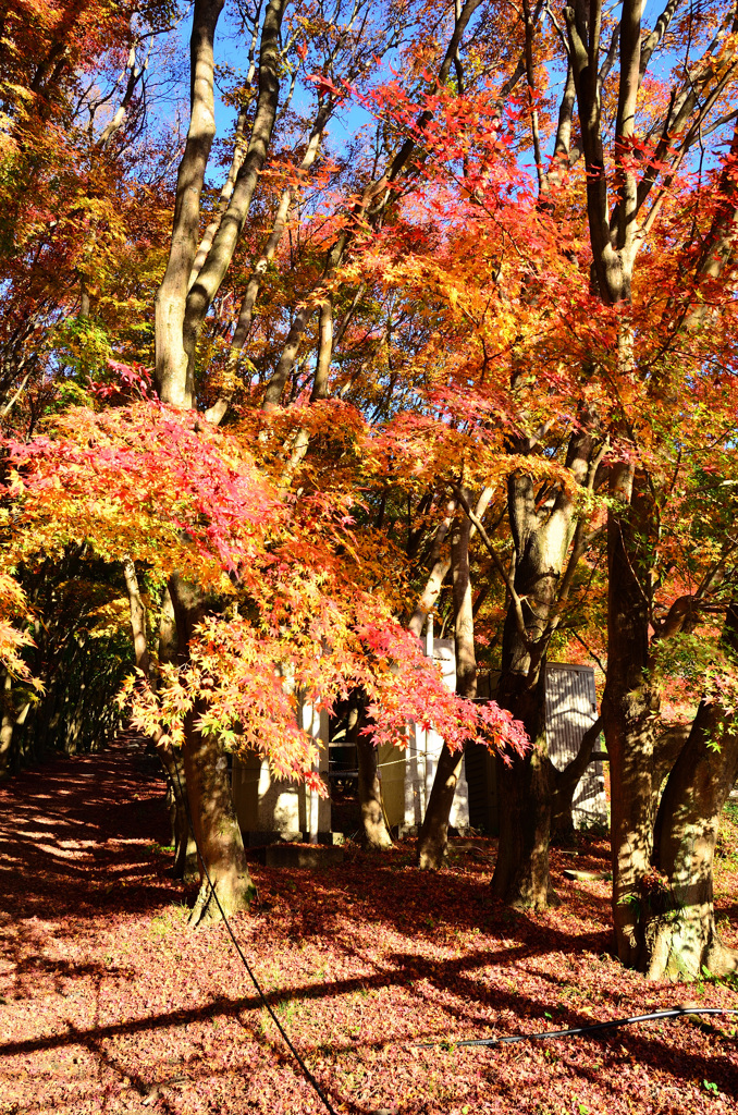 河内藤園2018　11月広葉樹の道1