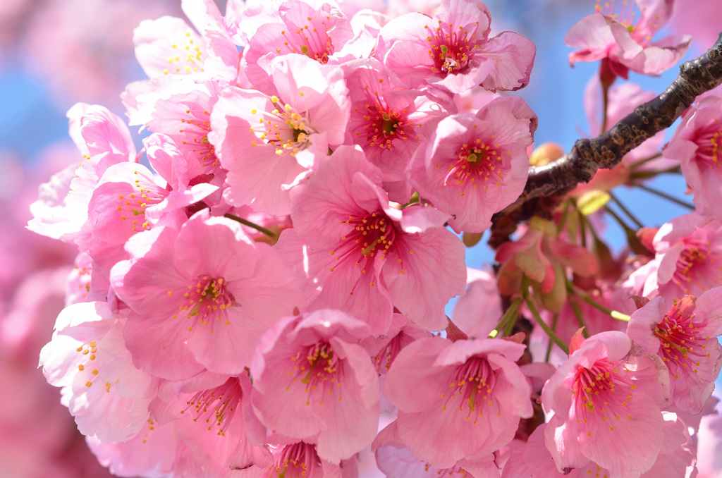ﾒﾃﾞｨｱﾄﾞｰﾑ2020　3月　桜③