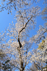 足立公園2021　3月-2　青空にサクラ咲く