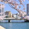 紫川2023　春-01　桜と鉄の橋