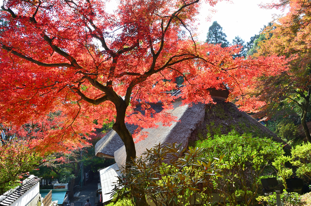大興善寺2022　11月-4　 契園　本堂茅葺屋根と紅葉
