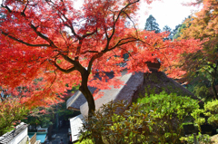 大興善寺2022　11月-4　 契園　本堂茅葺屋根と紅葉