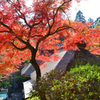 大興善寺2022　11月-4　 契園　本堂茅葺屋根と紅葉
