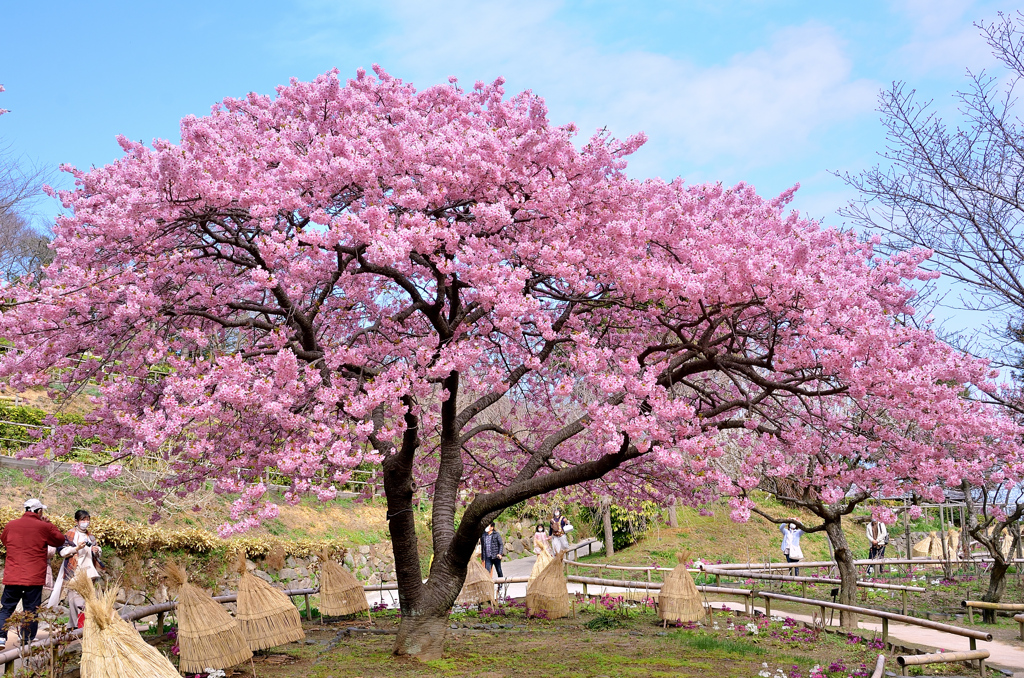 白野江2021　2月-6　河津桜①