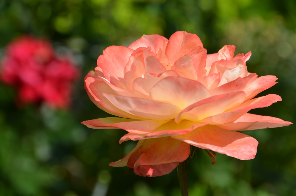 バルコニー2022　春　薔薇01