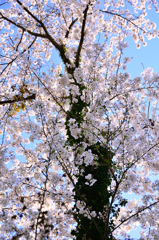 足立公園2021　3月　桜の古木