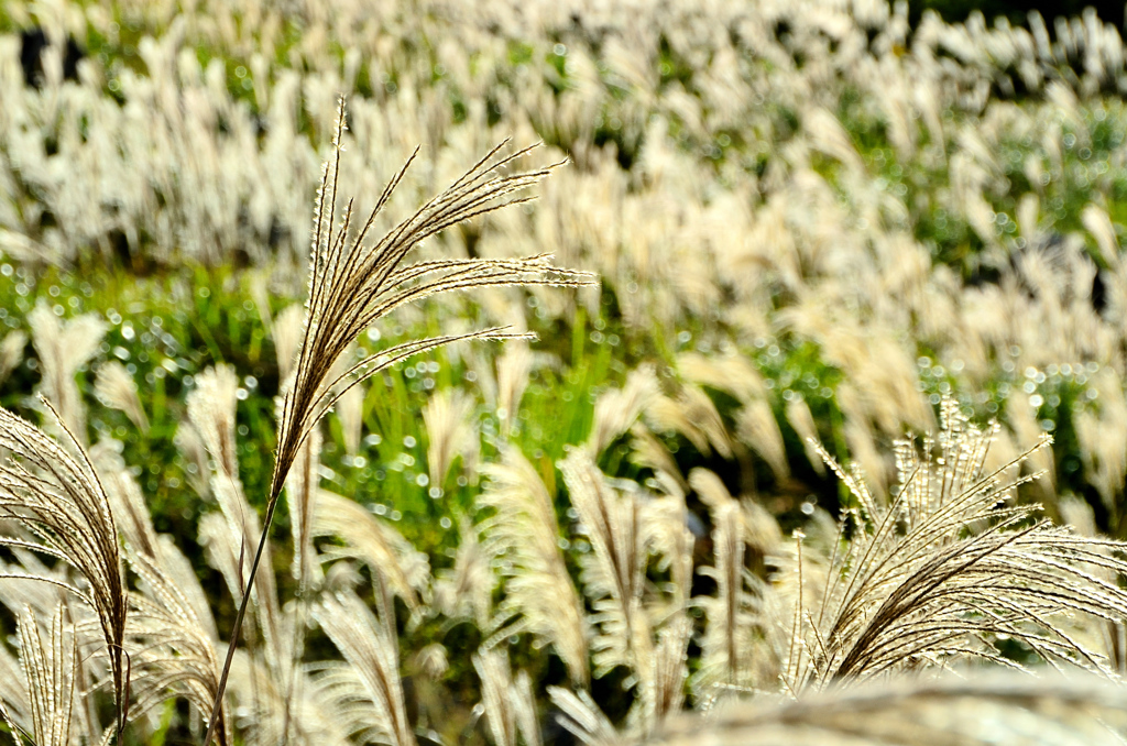 平尾台2021　10月　煌めくススキ