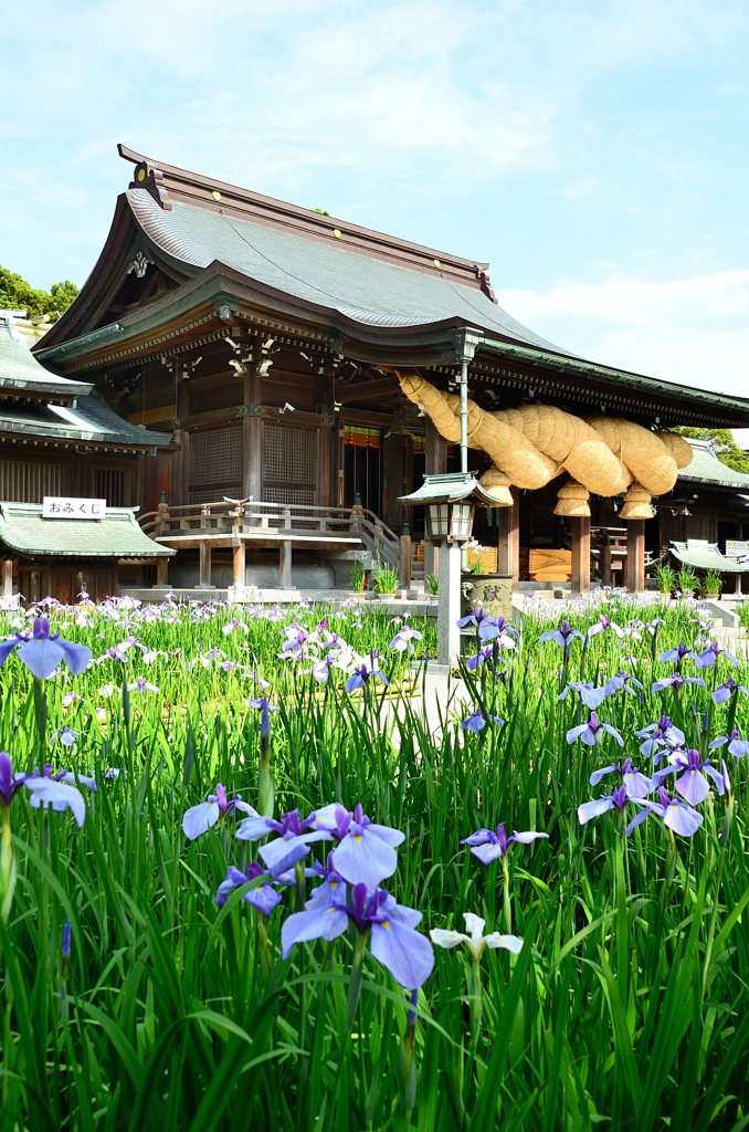 宮地嶽神社2020　花菖蒲＆拝殿