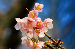 白野江2020　1月-6　寒桜