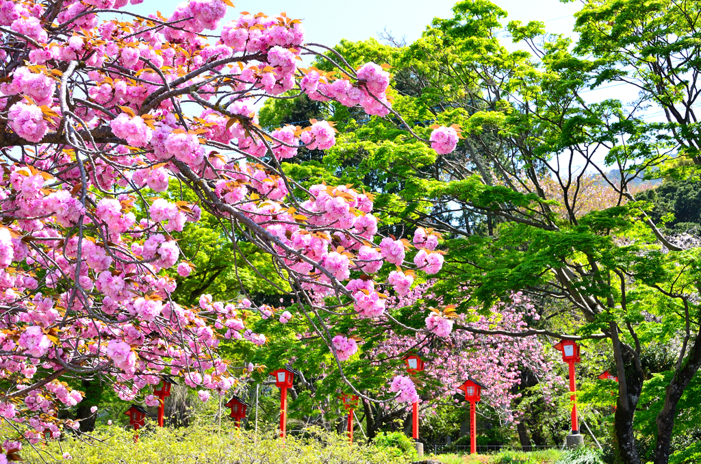 足立妙見宮2021　春-2　八重桜と灯籠