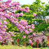 足立妙見宮2021　春-2　八重桜と灯籠