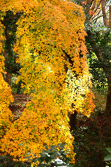 足立公園2020　12月-3　振袖もみじ