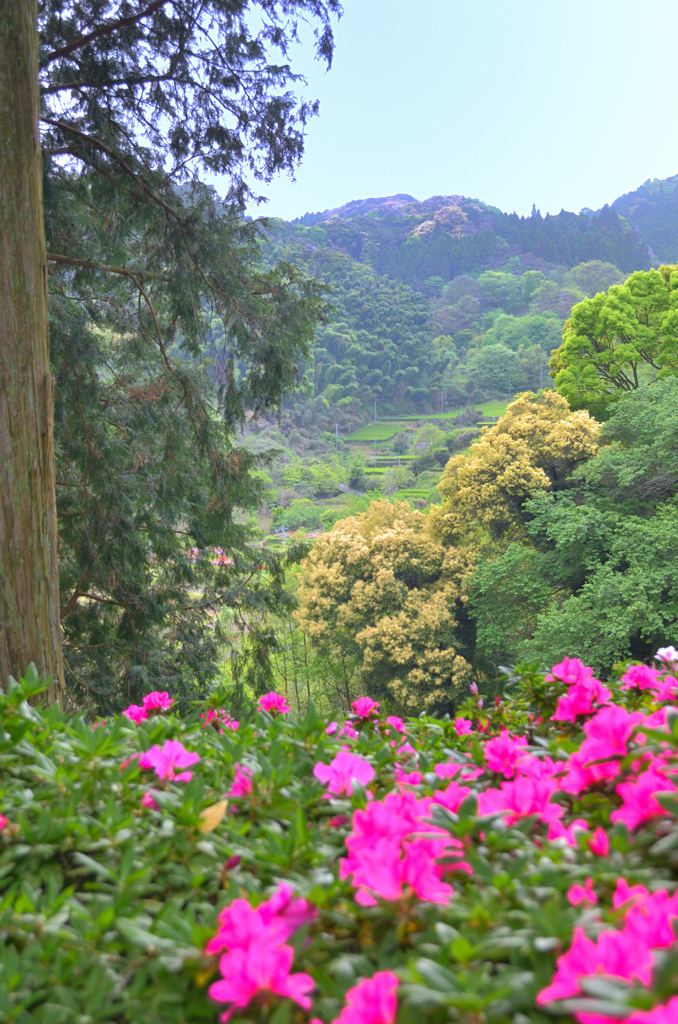 大興善寺2019　4月-1　ツツジと里山