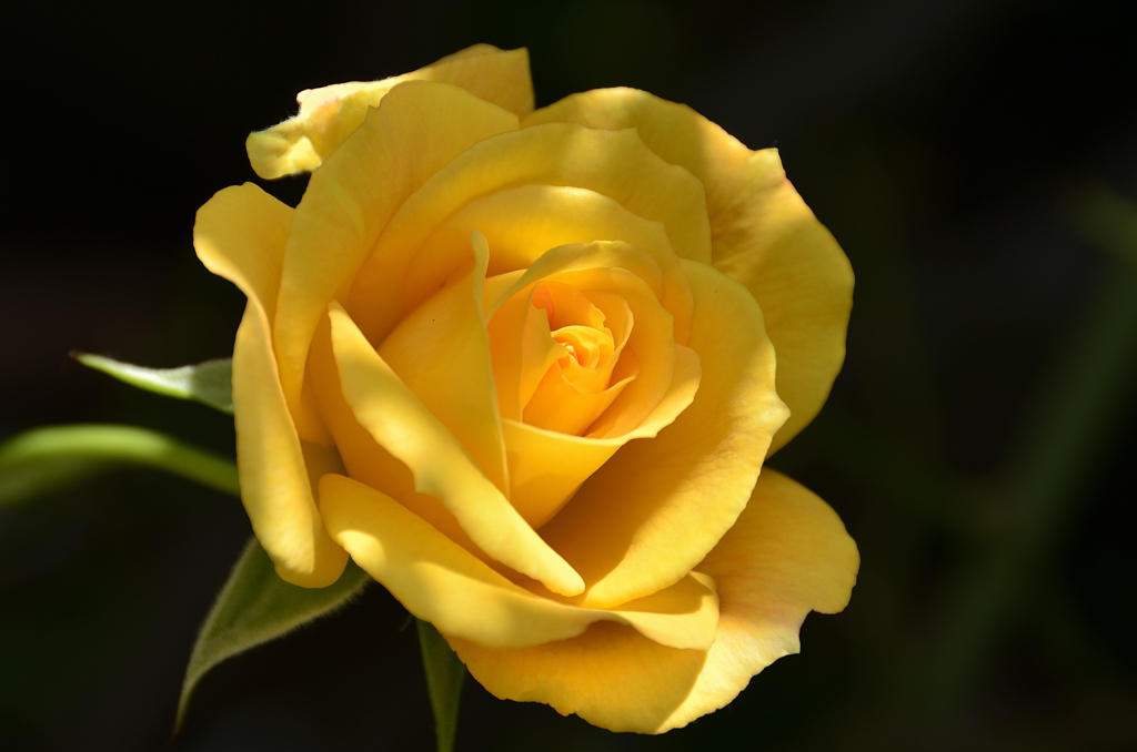 バルコニー2021　5月　薔薇④