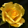 バルコニー2021　5月　薔薇④