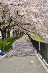 徳力2019 志井川　桜の花道