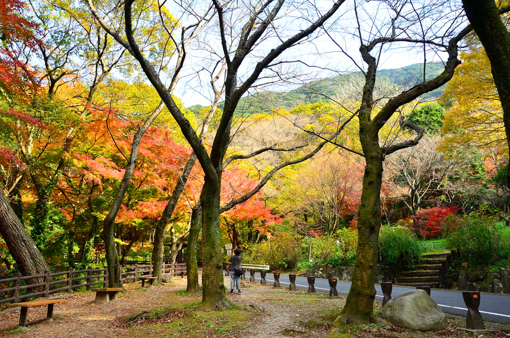 足立公園2020　12月-1　ベンチ