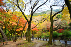 足立公園2020　12月-1　ベンチ