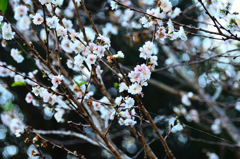 白野江2020　12月　子福桜①