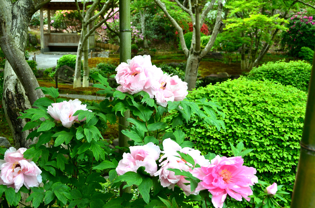 祐徳稲荷神社2019　4月-4　日本庭園④