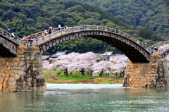 岩国2024　春-02　錦帯橋と桜②