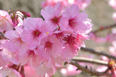 白野江2021　3月　桜　陽光②