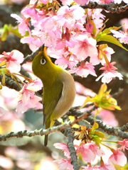 白野江2022　3月-05　河津桜とサクジロー①