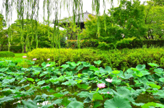 東寺2022　7月-1　しだれ柳に蓮の花