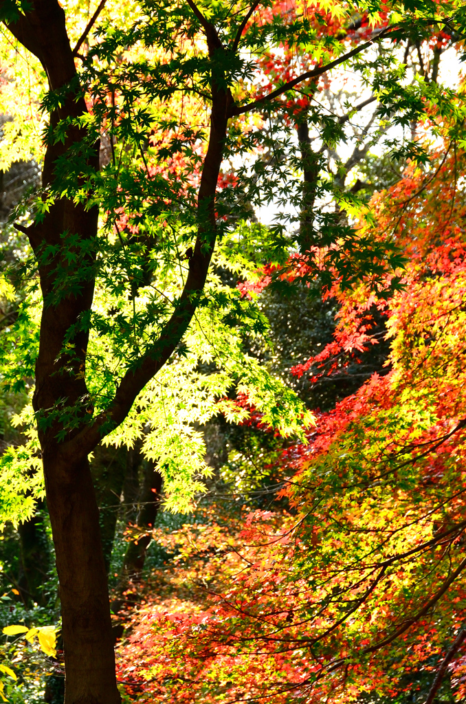 足立公園2020　11月-3　紅葉と青もみじ①