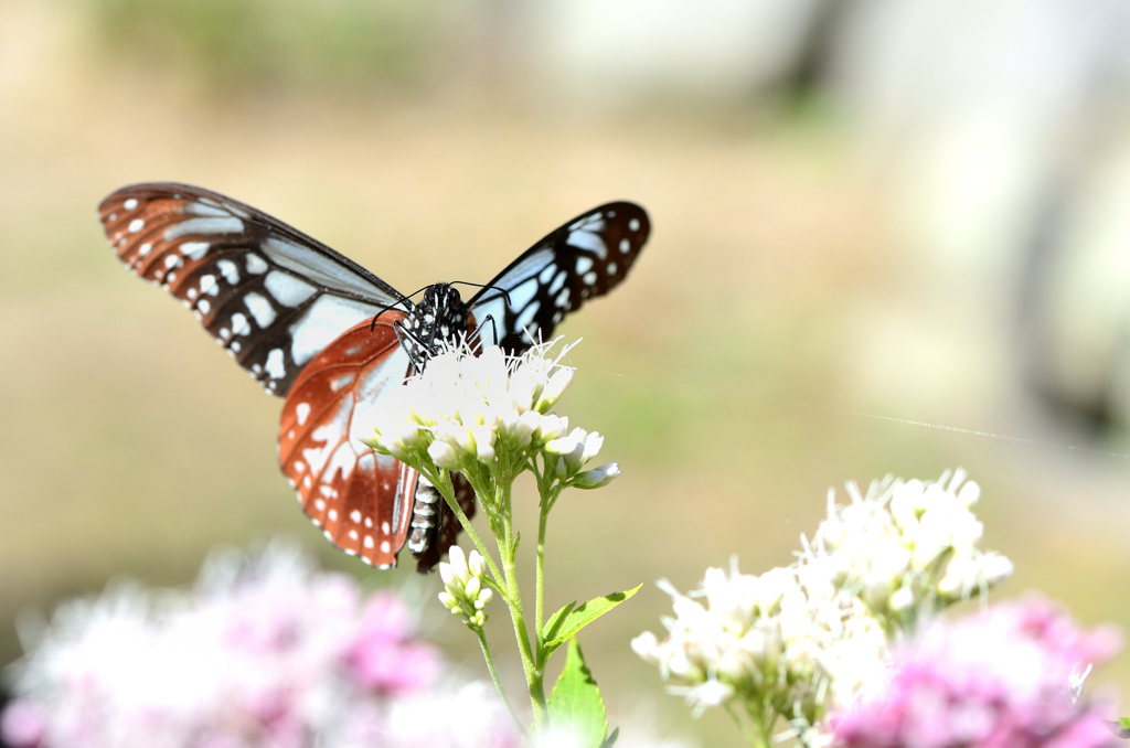 白野江2022　秋-01　アサギマダラ①