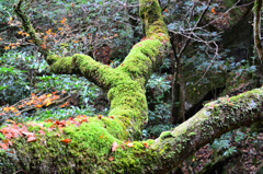 耶馬渓2018　苔もみじ