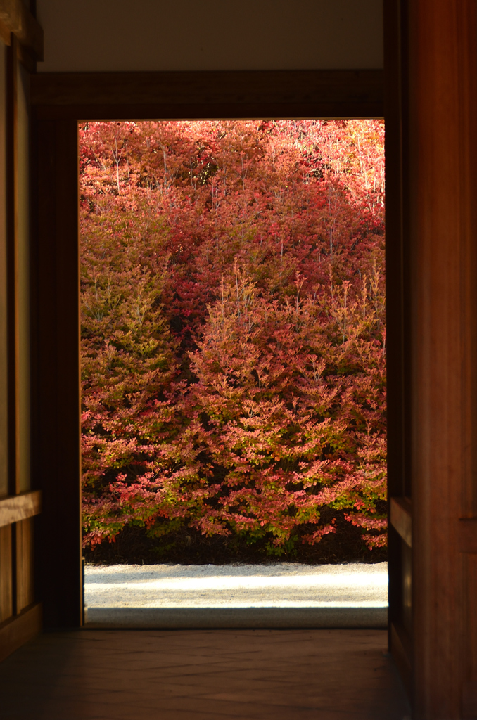 呑山観音寺2022　10月-1　大百観音堂　ドウダンツツジ④